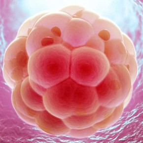 komorki-macierzyste-embrion