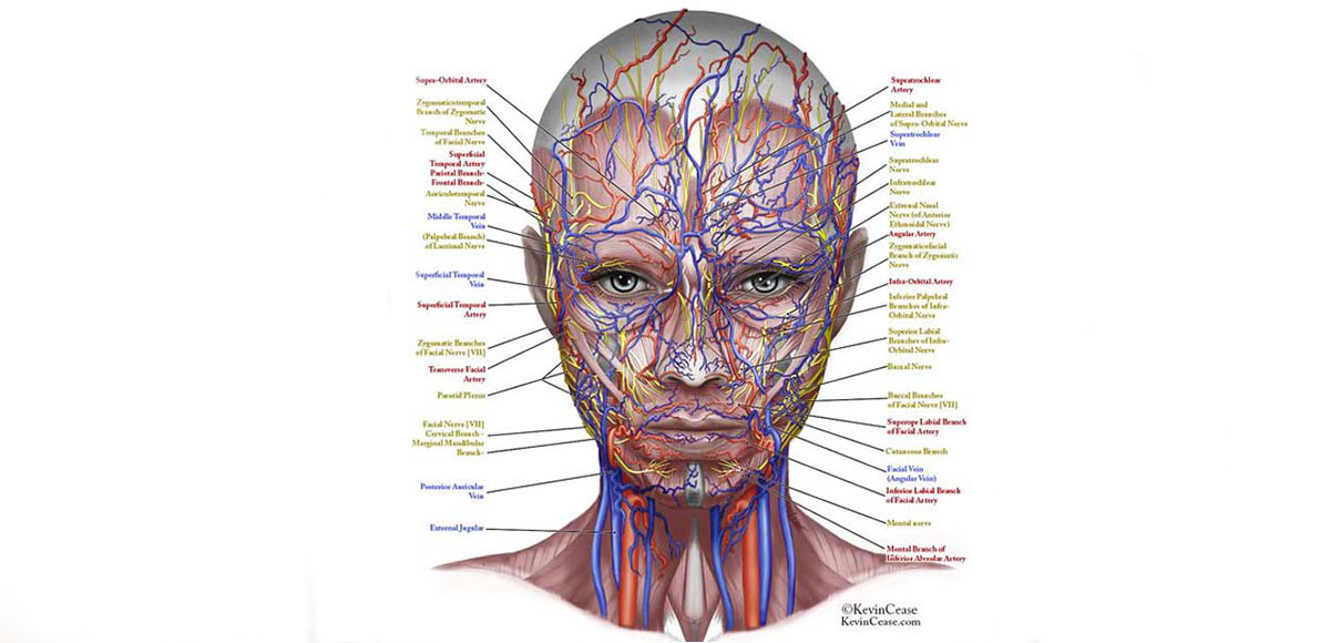 Anatomia twarzy